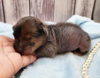 Hypnotic, a female Chihuahua and Chinese Crested for sale in Greensboro, NC – Photo 3 of 8