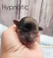Hypnotic, a female Chihuahua and Chinese Crested for sale in Greensboro, NC – Photo 6 of 8