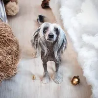 Hypnotic, a female Chihuahua and Chinese Crested for sale in Greensboro, NC – Photo 5 of 8