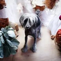 Hypnotic, a female Chihuahua and Chinese Crested for sale in Greensboro, NC – Photo 8 of 8