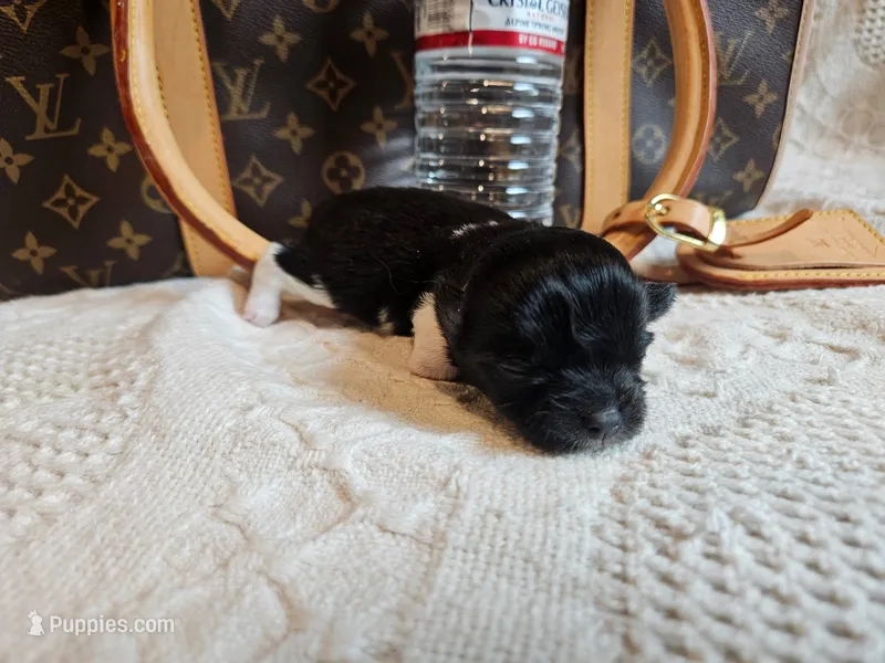 Mia – Chihuahua puppy for sale in Greensboro, NC