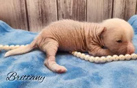 Hairless Chinese Crested Chihuahua Puppy – Pink Skin Female Toy | NC, a female Chihuahua and Chinese Crested for sale in Greensboro, NC – Photo 2 of 8