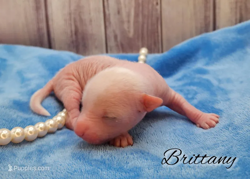 Hairless Chinese Crested Chihuahua Puppy – Pink Skin Female Toy | NC – Chihuahua, Chinese Crested puppy for sale in Greensboro, NC