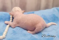 Hairless Chinese Crested Chihuahua Puppy – Pink Skin Female Toy | NC, a female Chihuahua and Chinese Crested for sale in Greensboro, NC – Photo 6 of 8