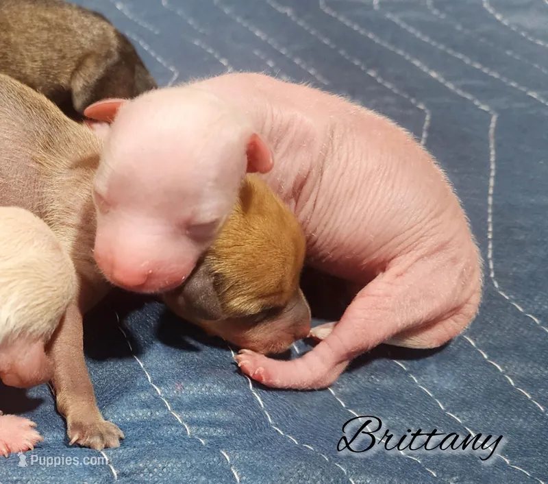 Hairless Chinese Crested Chihuahua Puppy – Pink Skin Female Toy | NC – Chihuahua, Chinese Crested puppy for sale in Greensboro, NC