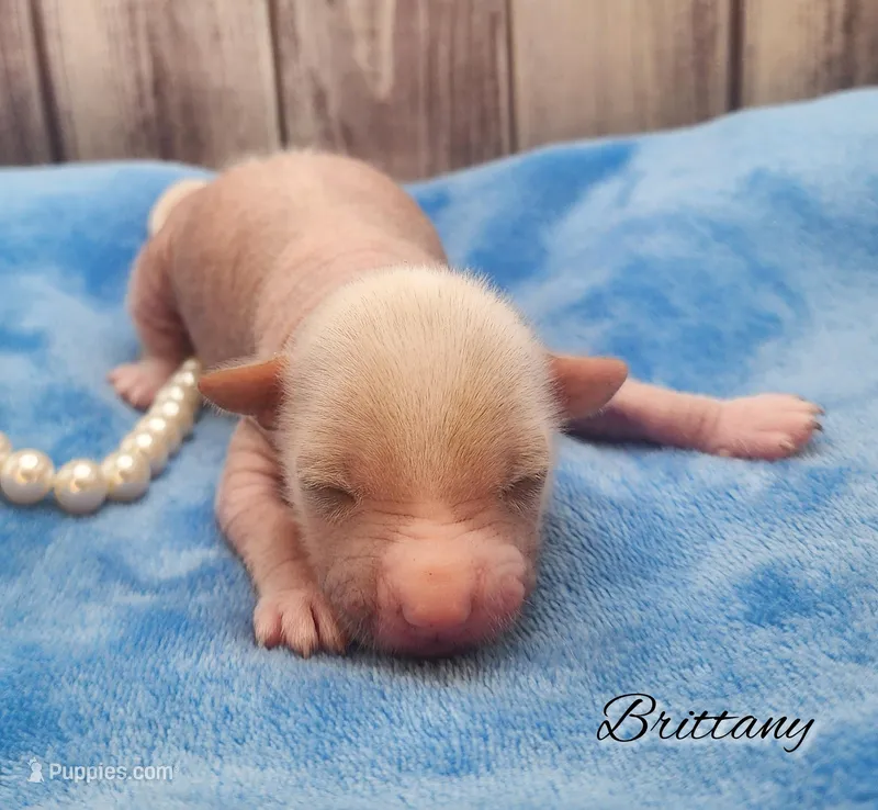 Hairless Chinese Crested Chihuahua Puppy – Pink Skin Female Toy | NC – Chihuahua, Chinese Crested puppy for sale in Greensboro, NC