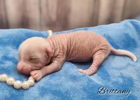Hairless Chinese Crested Chihuahua Puppy – Pink Skin Female Toy | NC, a female Chihuahua and Chinese Crested for sale in Greensboro, NC – Photo 5 of 8