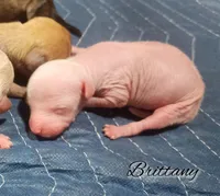 Hairless Chinese Crested Chihuahua Puppy – Pink Skin Female Toy | NC, a female Chihuahua and Chinese Crested for sale in Greensboro, NC – Photo 2 of 4