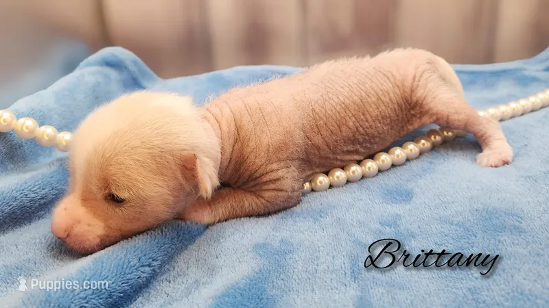 Hairless Chinese Crested Chihuahua Puppy – Pink Skin Female Toy | NC – Chihuahua, Chinese Crested puppy for sale in Greensboro, NC