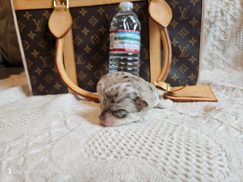 🍪 Cookie – Chihuahua puppy for sale in Greensboro, NC