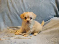Buffy , a female Chihuahua and Chinese Crested for sale in Greensboro, NC – 2 of 8