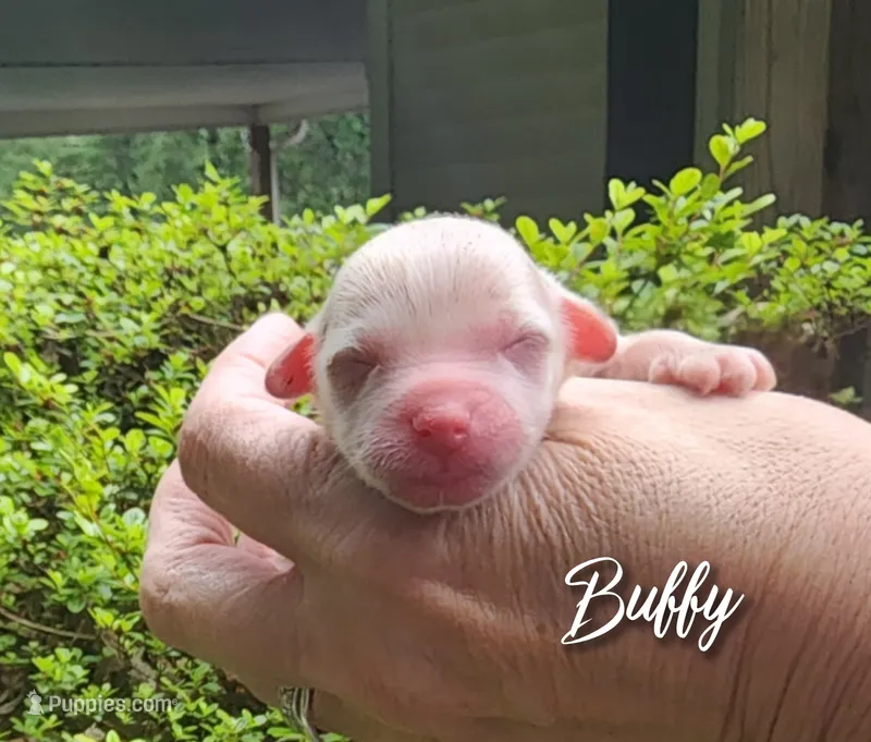Buffy  – Chihuahua, Chinese Crested puppy for sale in Greensboro, NC