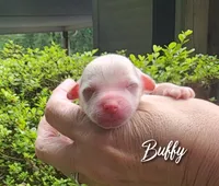 Buffy , a female Chihuahua and Chinese Crested for sale in Greensboro, NC – 1 of 5