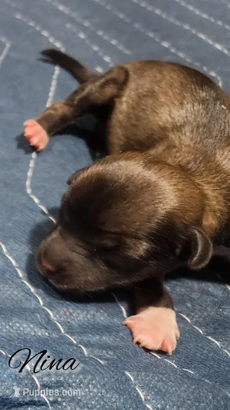 Chinese Crested Chihuahua Puppy – Female Toy | NC – Chihuahua, Chinese Crested puppy for sale in Greensboro, NC