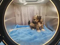 Chinese Crested Chihuahua Puppy – Female Toy | NC, a female Chihuahua and Chinese Crested for sale in Greensboro, NC – 3 of 10