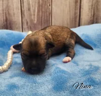 Chinese Crested Chihuahua Puppy – Female Toy | NC, a female Chihuahua and Chinese Crested for sale in Greensboro, NC – Photo 2 of 5