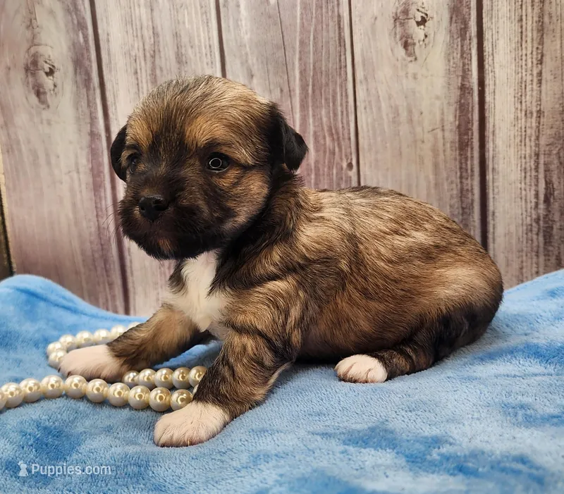 Chinese Crested Chihuahua Puppy – Female Toy | NC – Chihuahua, Chinese Crested puppy for sale in Greensboro, NC