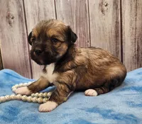 Chinese Crested Chihuahua Puppy – Female Toy | NC, a female Chihuahua and Chinese Crested for sale in Greensboro, NC – 6 of 10