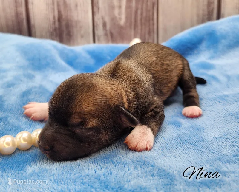Chinese Crested Chihuahua Puppy – Female Toy | NC – Chihuahua, Chinese Crested puppy for sale in Greensboro, NC