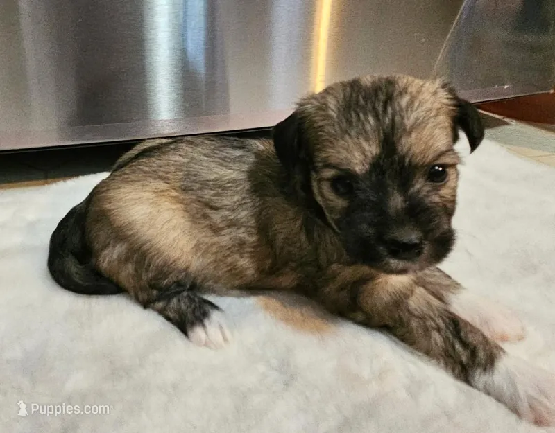 Chinese Crested Chihuahua Puppy – Female Toy | NC – Chihuahua, Chinese Crested puppy for sale in Greensboro, NC