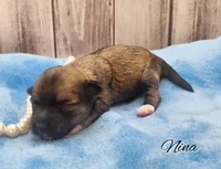 Chinese Crested Chihuahua Puppy – Female Toy | NC, a female Chihuahua and Chinese Crested for sale in Greensboro, NC – Photo 3 of 5