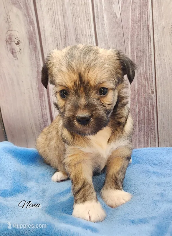 Chinese Crested Chihuahua Puppy – Female Toy | NC – Chihuahua, Chinese Crested puppy for sale in Greensboro, NC