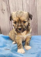 Chinese Crested Chihuahua Puppy – Female Toy | NC, a female Chihuahua and Chinese Crested for sale in Greensboro, NC – 4 of 10