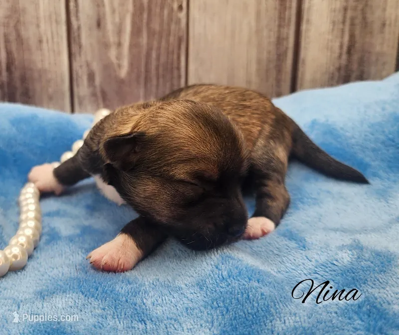 Chinese Crested Chihuahua Puppy – Female Toy | NC – Chihuahua, Chinese Crested puppy for sale in Greensboro, NC