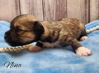 Chinese Crested Chihuahua Puppy – Female Toy | NC, a female Chihuahua and Chinese Crested for sale in Greensboro, NC – 9 of 10