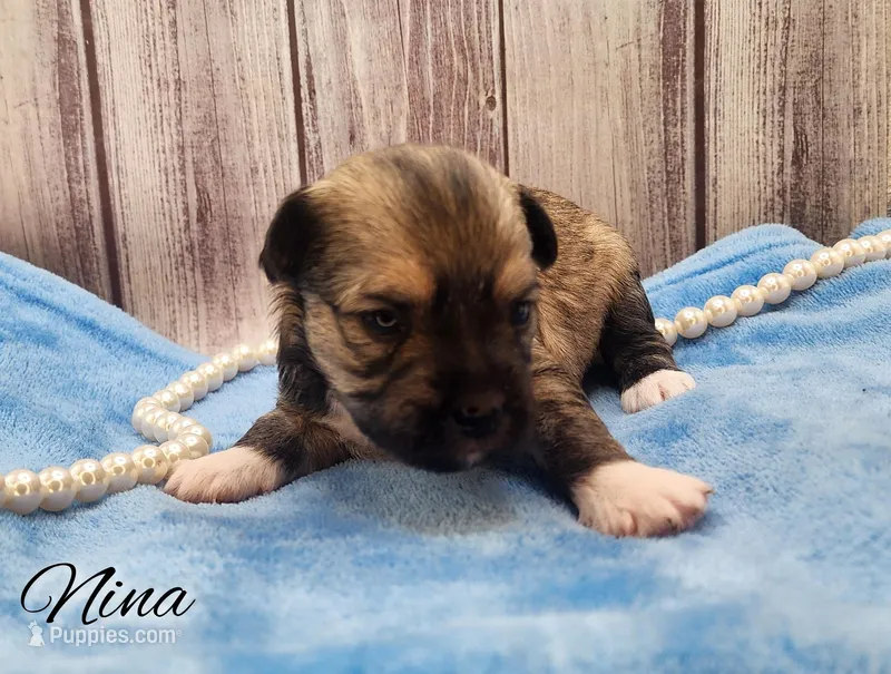 Chinese Crested Chihuahua Puppy – Female Toy | NC – Chihuahua, Chinese Crested puppy for sale in Greensboro, NC