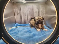 Chinese Crested Chihuahua Puppy – Female Toy | NC, a female Chihuahua and Chinese Crested for sale in Greensboro, NC – 2 of 10
