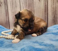 Chinese Crested Chihuahua Puppy – Female Toy | NC, a female Chihuahua and Chinese Crested for sale in Greensboro, NC – 7 of 10