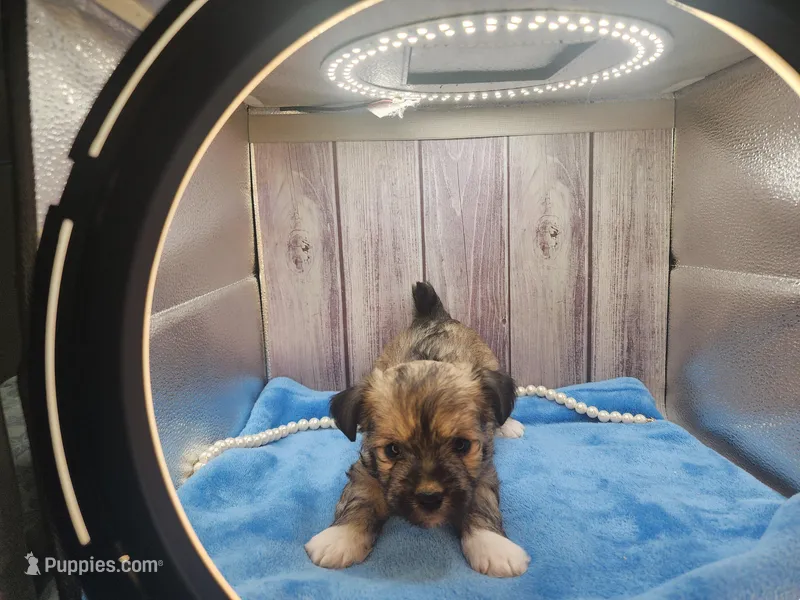 Chinese Crested Chihuahua Puppy – Female Toy | NC – Chihuahua, Chinese Crested puppy for sale in Greensboro, NC