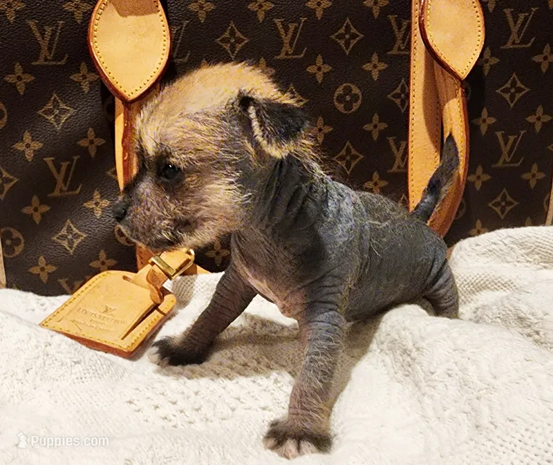 Chio – Chihuahua, Chinese Crested puppy for sale in Greensboro, NC