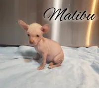 Malibu, a male Chihuahua and Chinese Crested for sale in Greensboro, NC – Photo 1 of 4