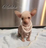 Malibu, a male Chihuahua and Chinese Crested for sale in Greensboro, NC – Photo 2 of 4