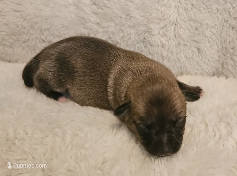Savannah – Chinese Crested puppy for sale in Greensboro, NC