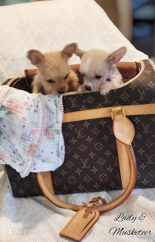 Lady is elegant – Chihuahua, Chinese Crested puppy for sale in Greensboro, NC