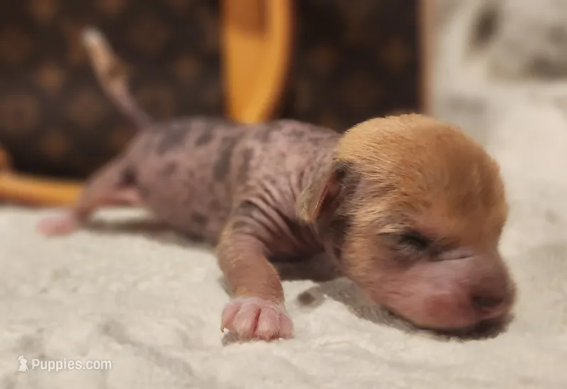 Pumpkin  – Chinese Crested puppy for sale in Greensboro, NC
