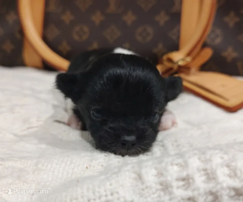 Mia – Chihuahua puppy for sale in Greensboro, NC