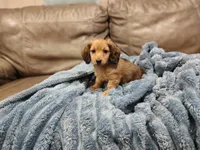 Sweetheart , a male Miniature Dachshund for sale in Greensboro, NC – 2 of 4