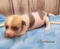 👉 Hairless Chinese Crested Chihuahua – Unique Markings Male Toy | NC, a male Chihuahua and Chinese Crested for sale in Greensboro, NC – Photo 2 of 10