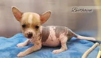 👉 Hairless Chinese Crested Chihuahua – Unique Markings Male Toy | NC, a male Chihuahua and Chinese Crested for sale in Greensboro, NC – 4 of 9