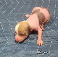 Hairless Chinese Crested Chihuahua Puppy – Male Toy | NC, a male Chihuahua and Chinese Crested for sale in Greensboro, NC – Photo 3 of 4