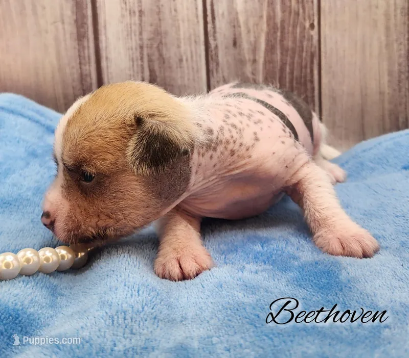 👉 Hairless Chinese Crested Chihuahua – Unique Markings Male Toy | NC – Chihuahua, Chinese Crested puppy for sale in Greensboro, NC