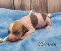 👉 Hairless Chinese Crested Chihuahua – Unique Markings Male Toy | NC, a male Chihuahua and Chinese Crested for sale in Greensboro, NC – Photo 5 of 10