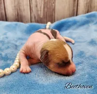 👉 Hairless Chinese Crested Chihuahua – Unique Markings Male Toy | NC, a male Chihuahua and Chinese Crested for sale in Greensboro, NC – Photo 8 of 10
