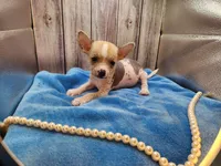 👉 Hairless Chinese Crested Chihuahua – Unique Markings Male Toy | NC, a male Chihuahua and Chinese Crested for sale in Greensboro, NC – 3 of 9