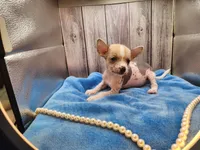 👉 Hairless Chinese Crested Chihuahua – Unique Markings Male Toy | NC, a male Chihuahua and Chinese Crested for sale in Greensboro, NC – 2 of 9