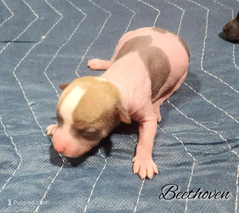 Hairless Chinese Crested Chihuahua Puppy – Male Toy | NC – Chihuahua, Chinese Crested puppy for sale in Greensboro, NC